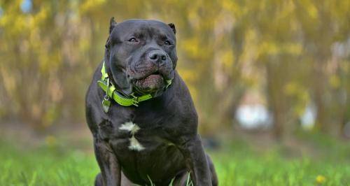 原创此犬长相凶恶,常被误认做猛犬比特,但其实是很和善的犬种