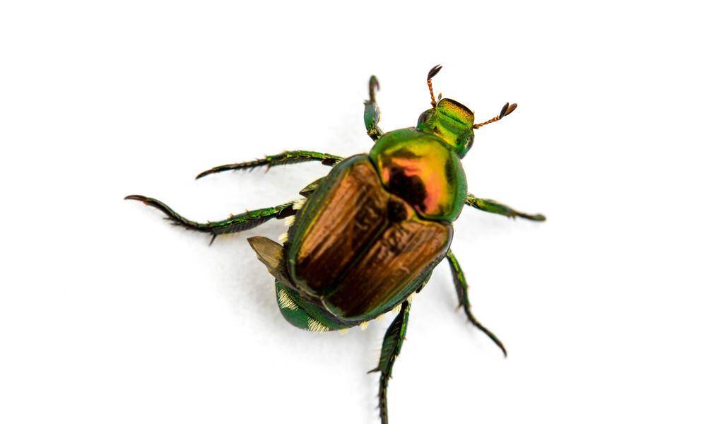 原创福建永安发现了神秘甲虫,全世界首次记录,以中国人的名字命名