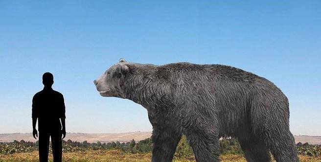 南美细齿巨熊
