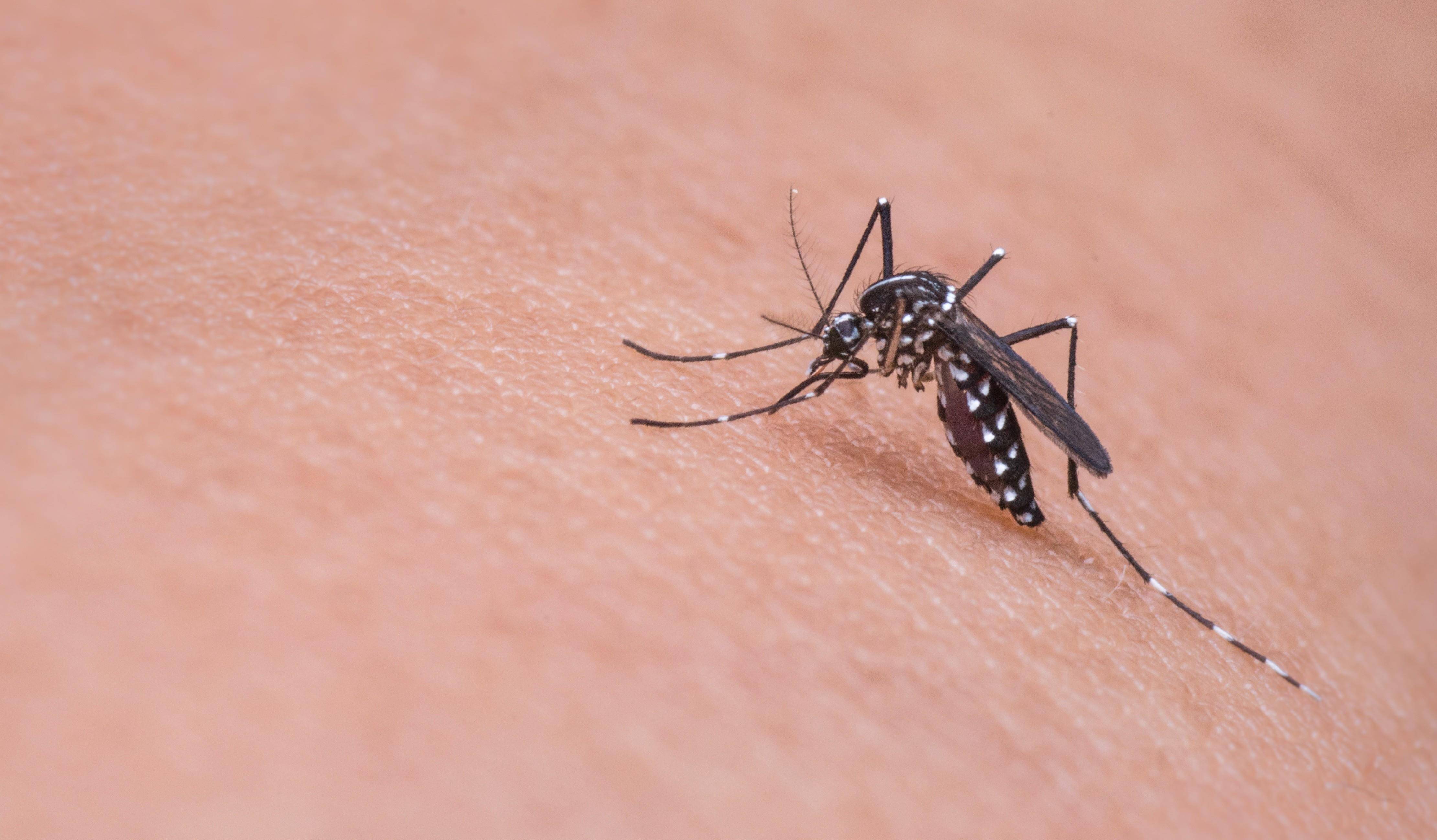 原创花蚊子到底从何而来?其抗寒能力顽强,让人们苦不堪言