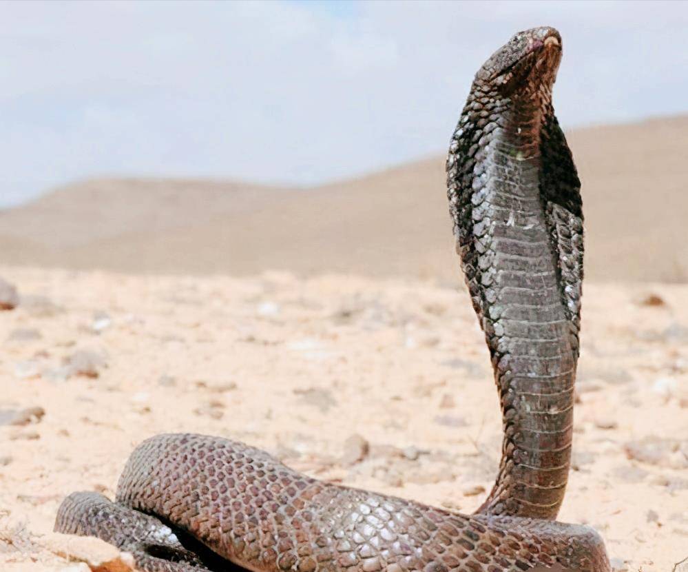 原创埃及眼镜蛇作为埃及法老的守护神最后却咬死了埃及艳后