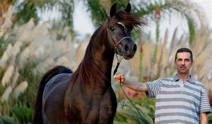 10种世界知名的马