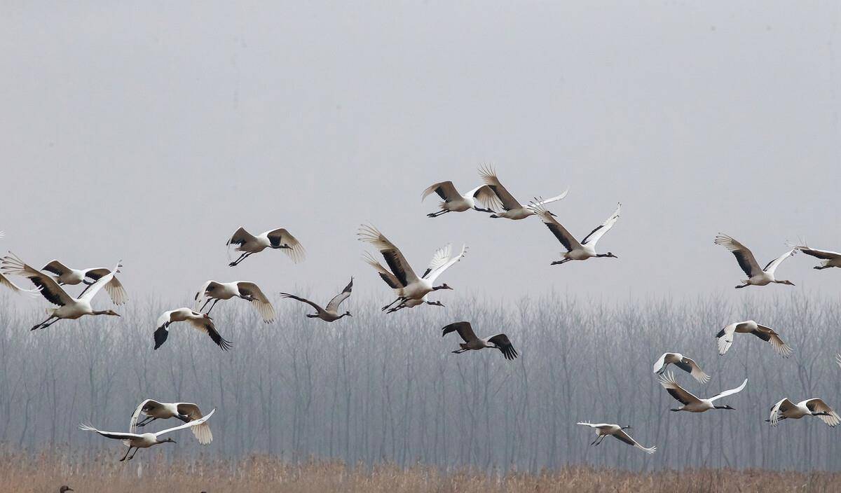 原创春天来了江苏盐城越冬的丹顶鹤开启2000公里北迁之旅