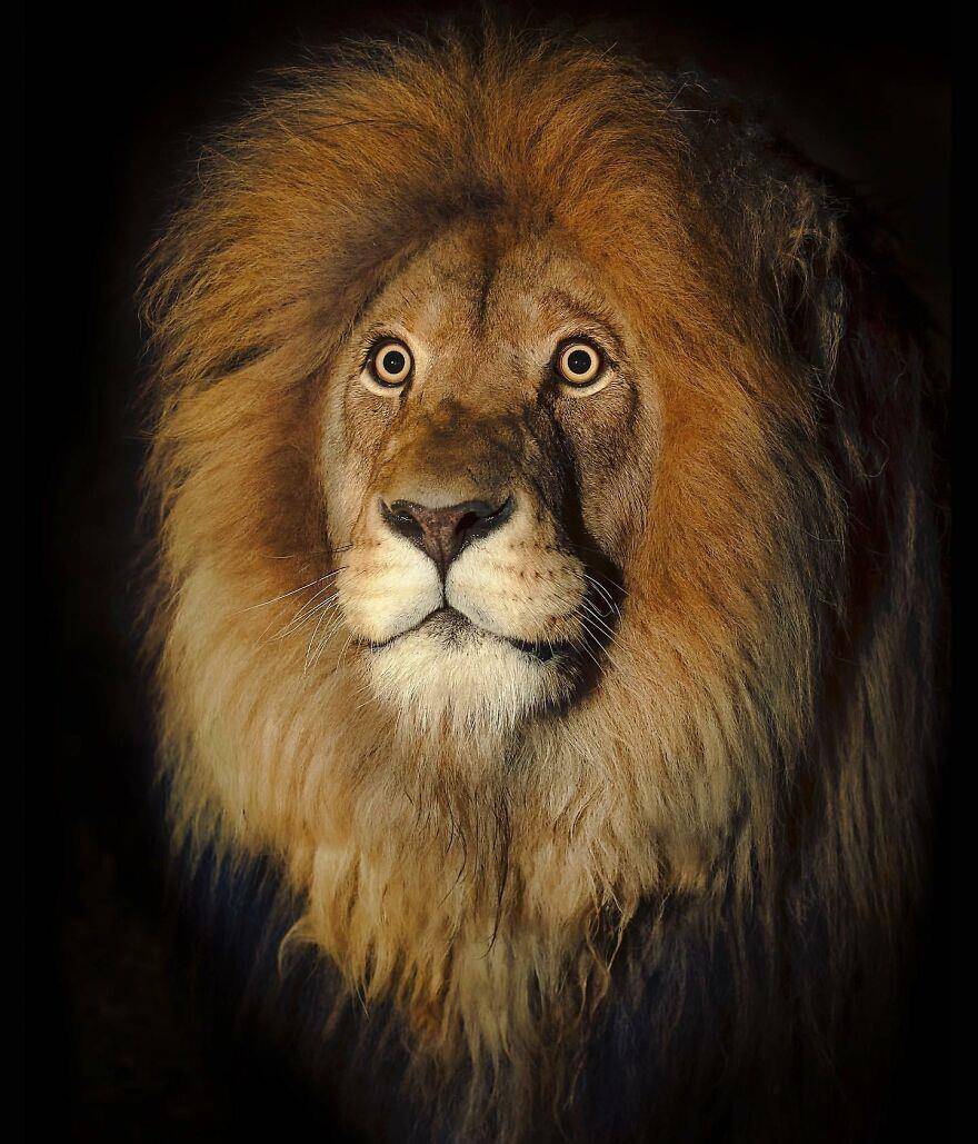 近距离野生动物肖像,摄影师拍出狮子的美丽和雄姿
