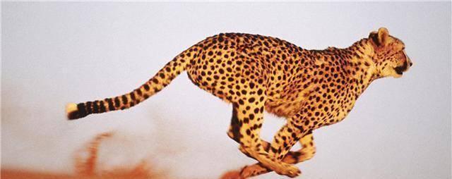 豹是世界上在陆地上奔跑得最快的动物,时速可以达到120公里
