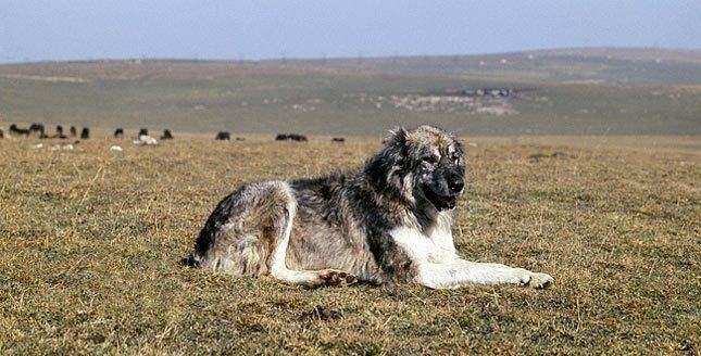 原创来自草原的神秘猛犬,被称为草原屠狼犬,野性四溢,藏獒的祖先