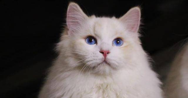 火焰布偶猫一种品种不常见的猫