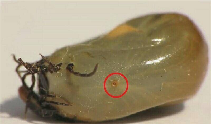 蜱虫咬蜱虫?大蜱虫身上惊现伤口 小蜱虫有"作案嫌疑"