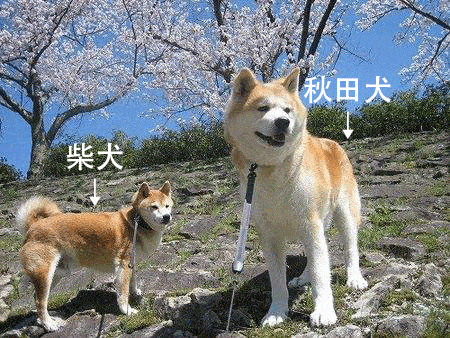 秋田犬vs柴犬如何区分?