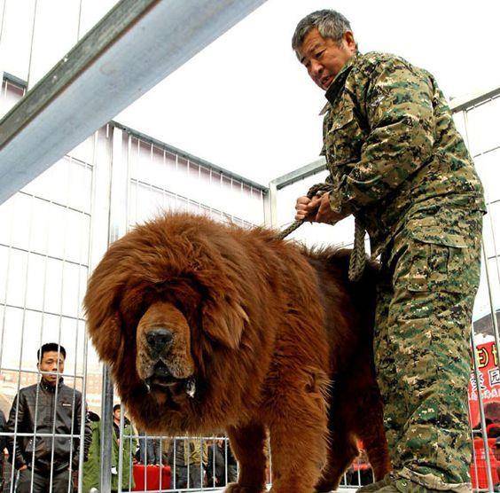 独具"中国特色"的2种獒犬,外国人培育不出来,利益下的牺牲品