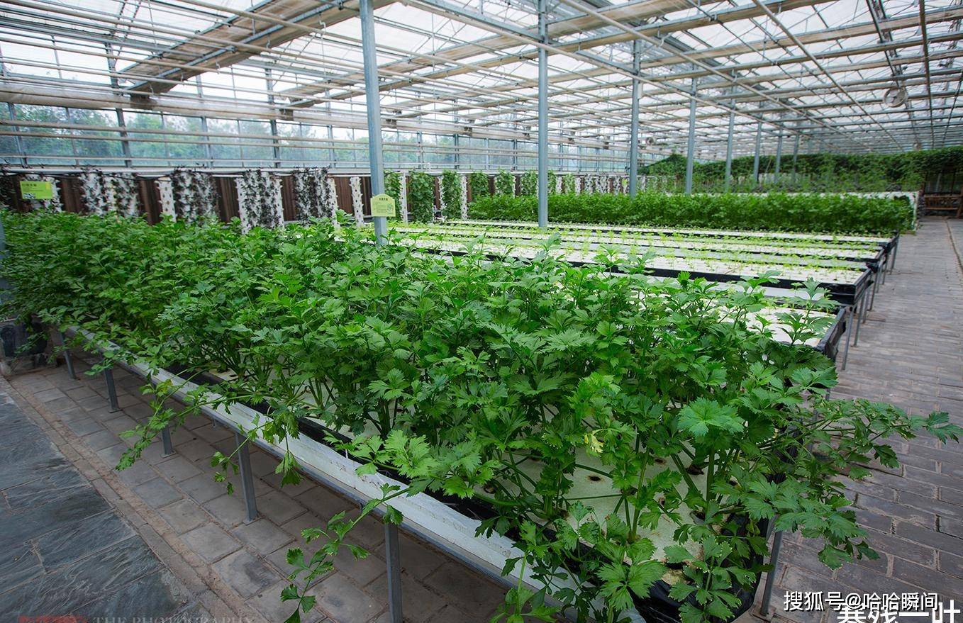 陕西杨凌现代农业示范园,蔬菜种在半空中,种菜