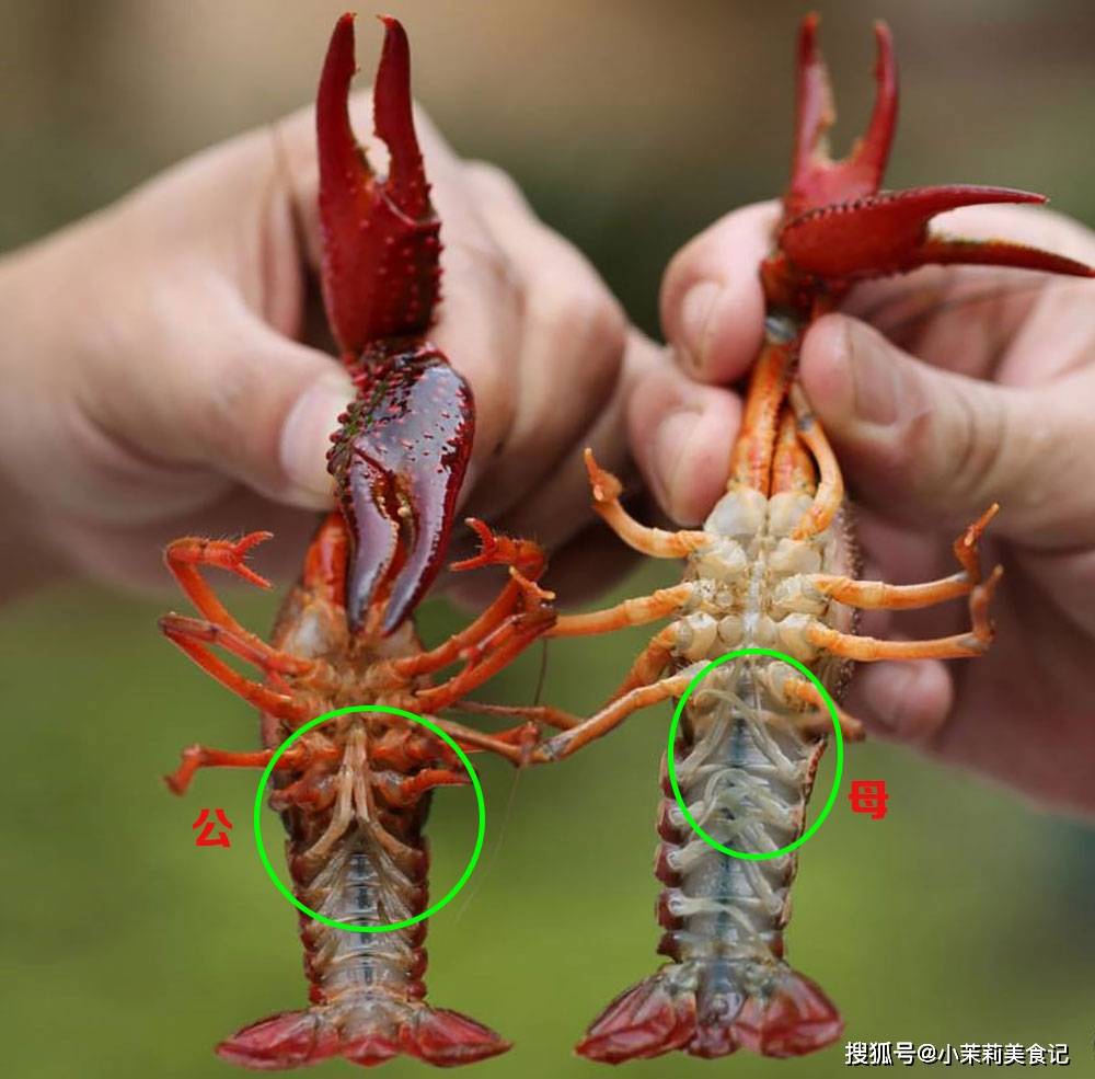 体型差不多大小的两只小龙虾来说,通过钳子的大小也可以判断出公母