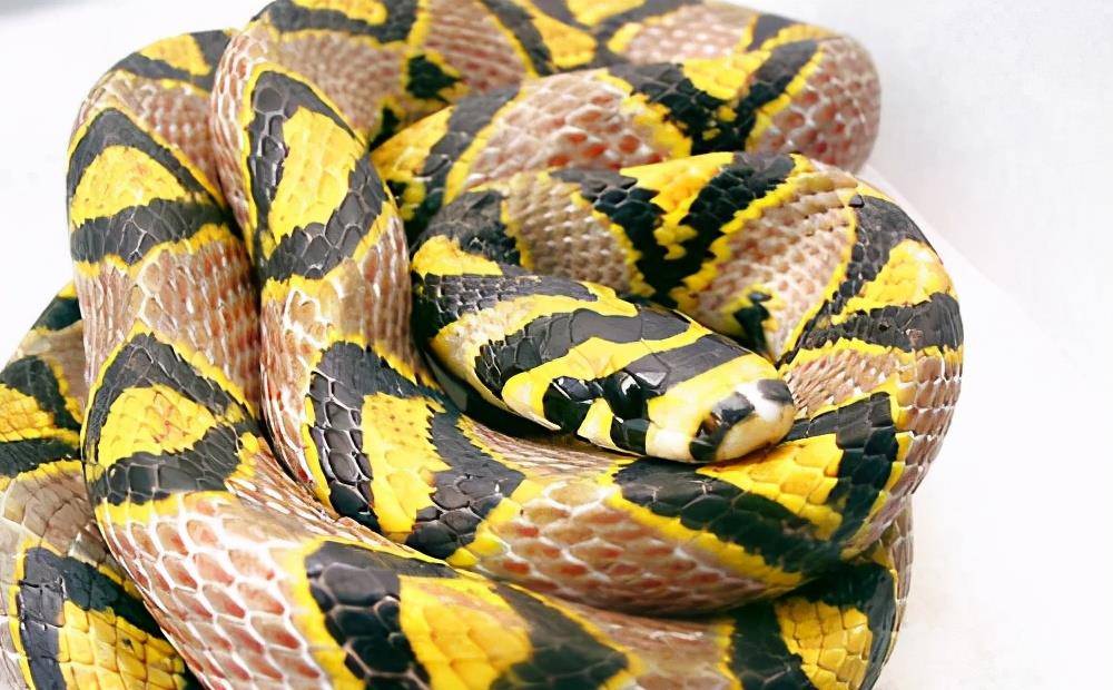 世界上最美的3种蛇,有2种中国特有,美艳至极还无毒