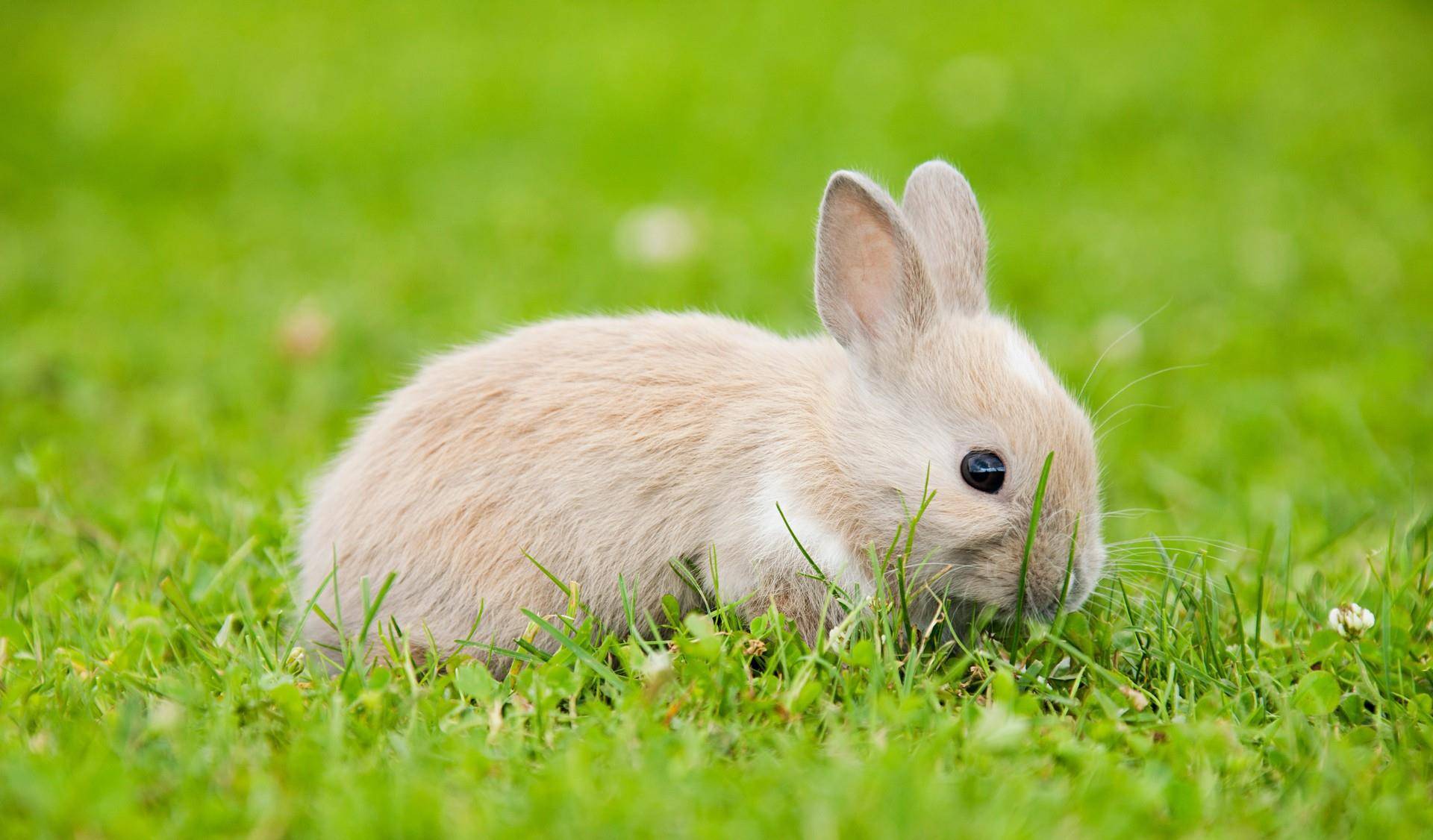 兔子摄影 草地上的兔兔有多可爱,萌化了