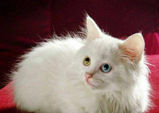 土猫中的战斗猫,临清狮子猫是画中的仙女猫,饲养它别
