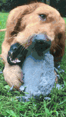 如果狗狗不小心吃了骨头,或者其他的一些不消化的物品,比如袜子等等