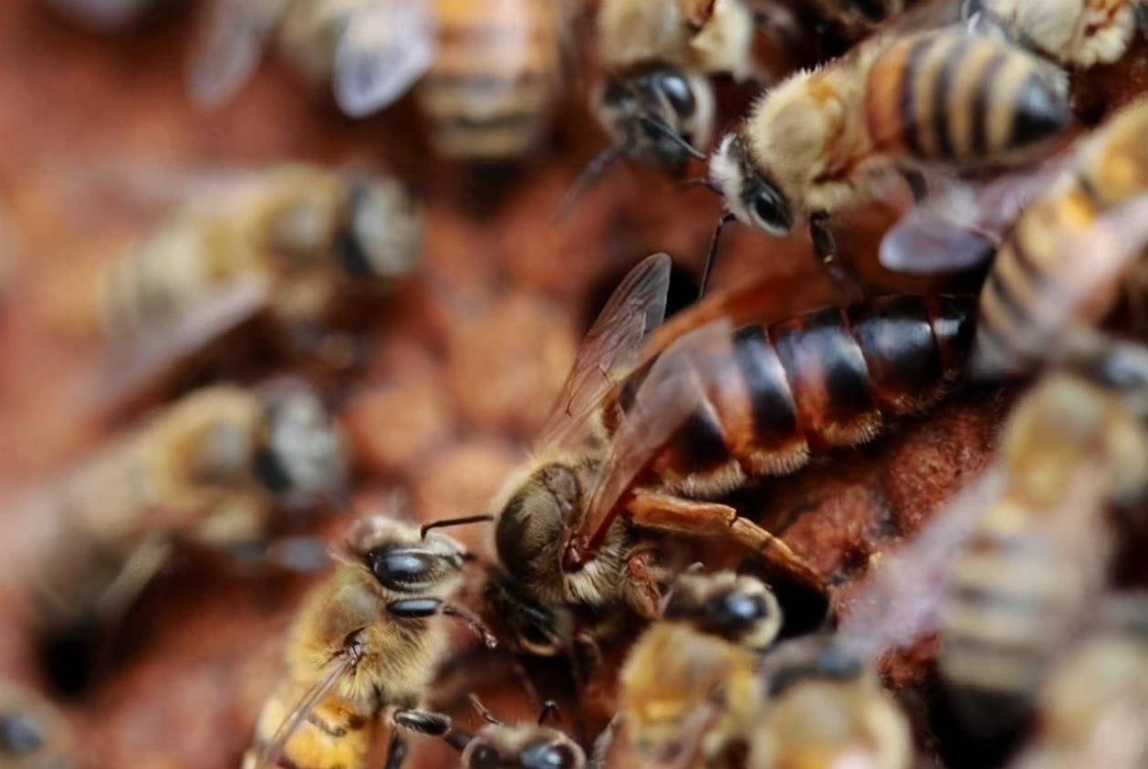 原创围着蜂王的蜜蜂,都是蜂王的"丫鬟",专家:也有可能是"打手"