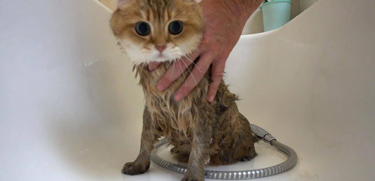 一只正在洗澡的大脸萌猫,这真是呆萌表情包大派送啊_猫咪