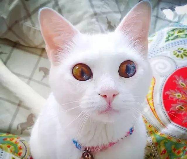 全世界最漂亮的20只猫咪照片,你喜欢哪一只,网友:惊艳