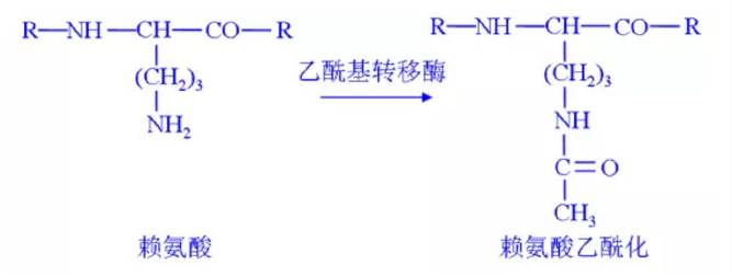 乙酰化抗体 乙酰化赖氨酸抗体傻傻分不清?_蛋白质