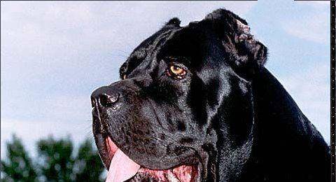 地球10大最凶猛的犬,中亚牧羊犬第十,法国波尔多第五