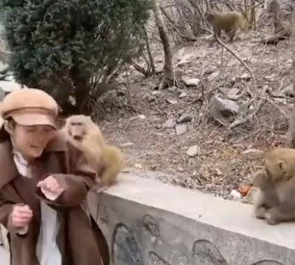 女孩景区喂猴被扯掉假发,猴和女孩都被对方吓坏!_猴子