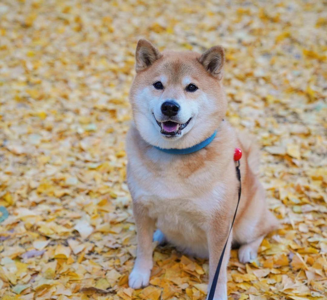 敲可爱滴柴犬萌图 这小清新生活的日子真让人羡慕