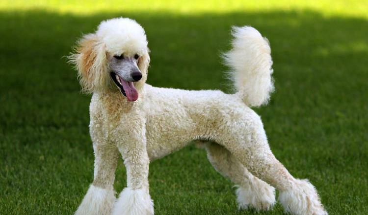 直击世界上高智商的犬种,你觉得哪个应该排第一?