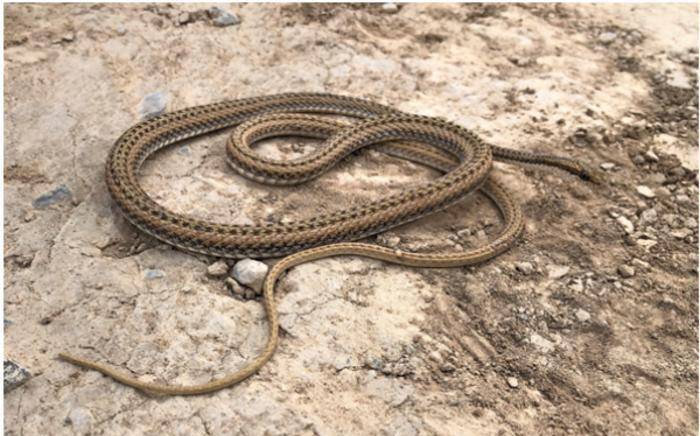 新疆发现的蛇类新种 花条蛇速度堪比"百米飞人"