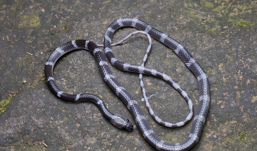白环蛇属于游蛇科白环蛇属的蛇类,属于无毒蛇,它们主要分布在中国