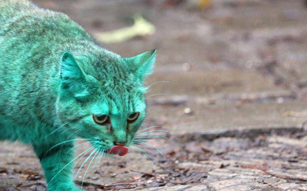 原创一只罕见的绿猫