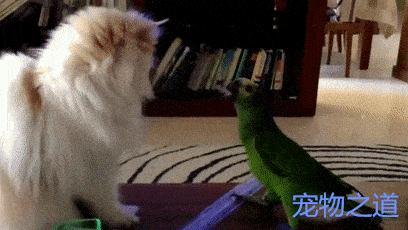 鹦鹉第一次与猫咪见面,就啄了一撮猫毛下来,猫咪:你太