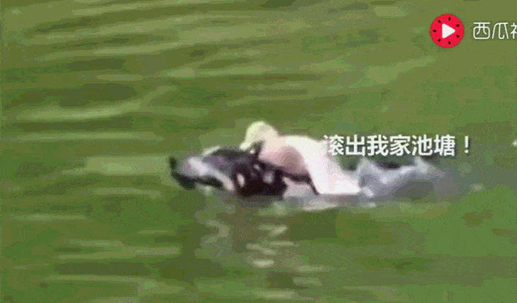 狗狗池塘游泳,鸭子捍卫领土:我的地盘