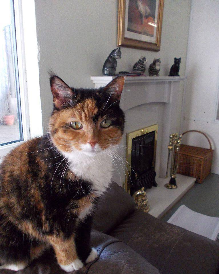 原创如果有一天铲屎官不在了,喵星人该由谁来照顾?