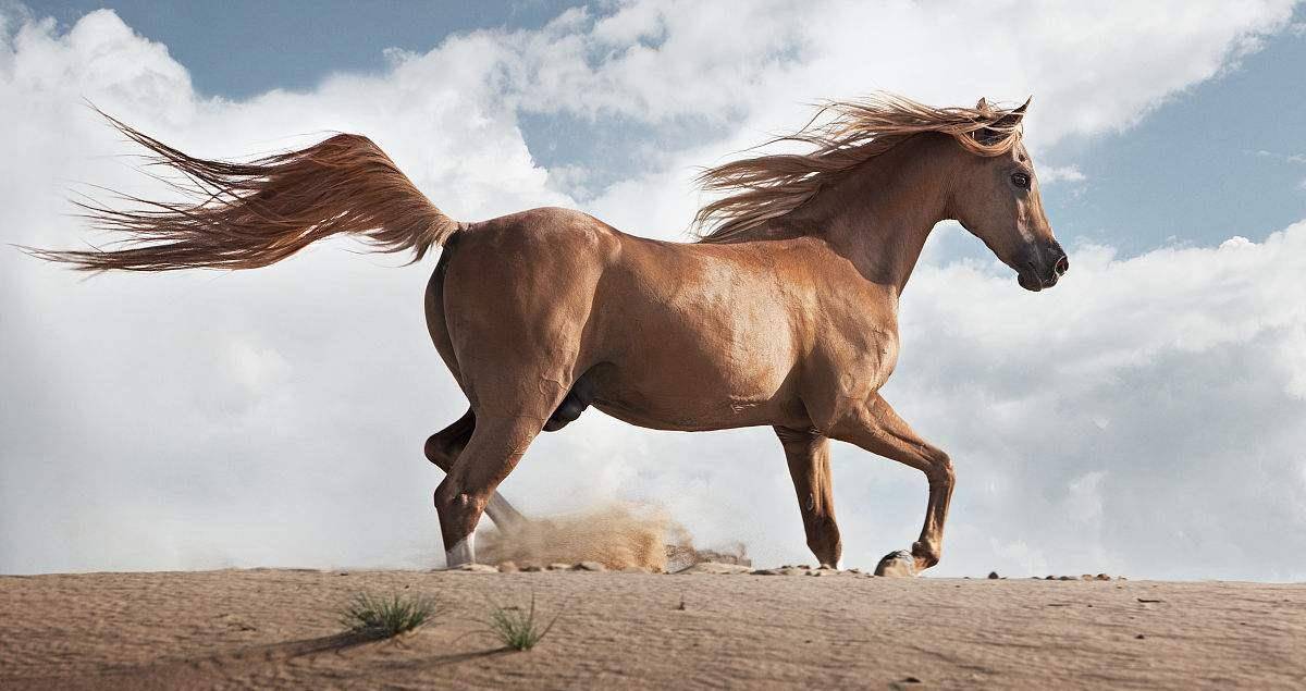 最帅的汗血马,阿拉伯马,蒙古马,给你一匹,你会选哪一匹?