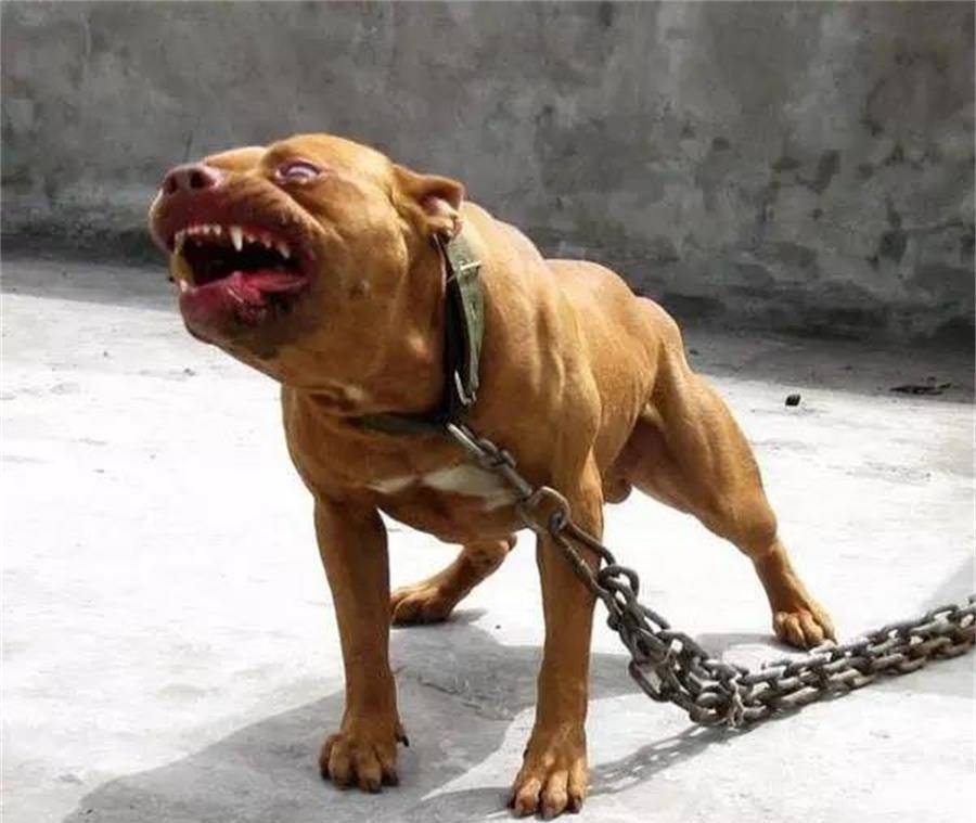 原创世界十大恶犬排行:中国藏獒都排不上号