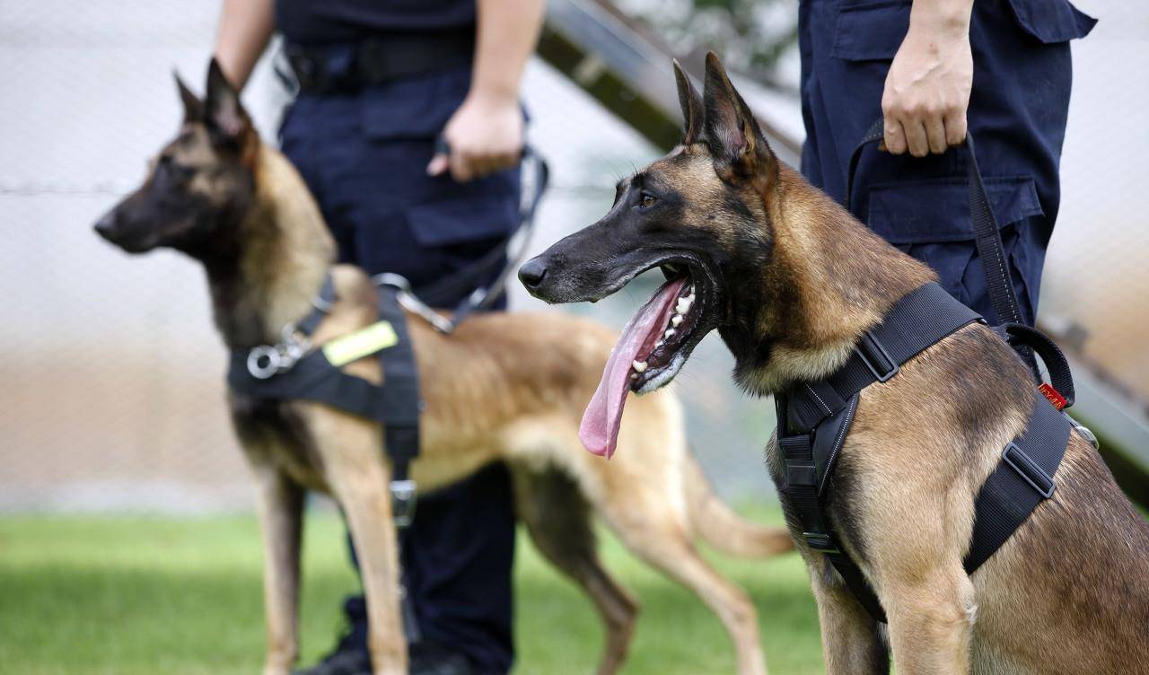 马犬因出色的工作能力被各国引进为军警犬,无论搜毒,搜爆,搜救还是