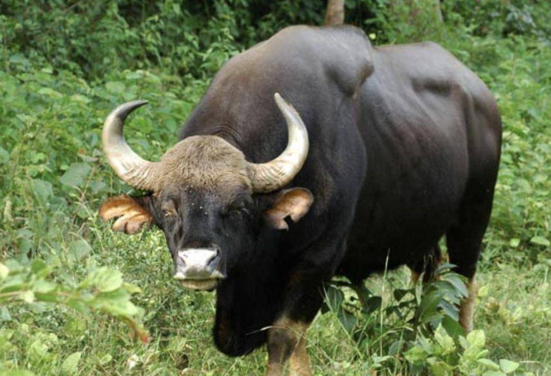 爪哇野牛,因臀部有一片白色臀斑得名,体重在800公斤,目前国内仅在云南
