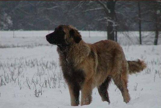 原创身形堪比藏獒的神秘猛犬,历代游荡在东北大山之中,偷猎者的噩梦