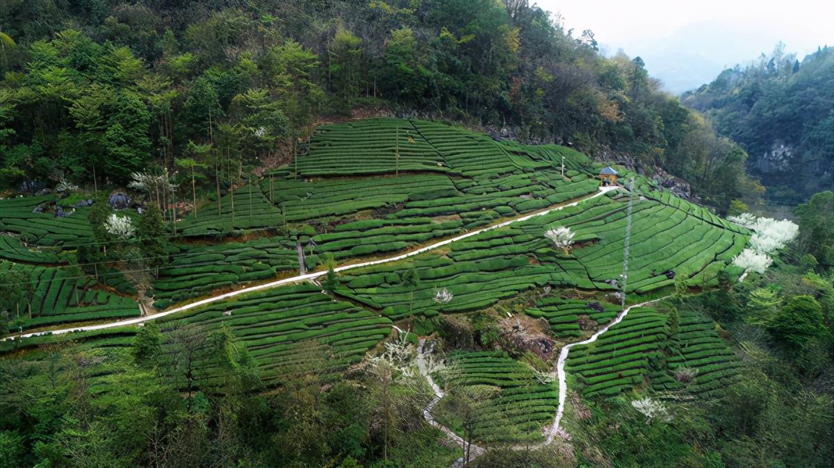 鄂西南茶马古道上的汲明茶