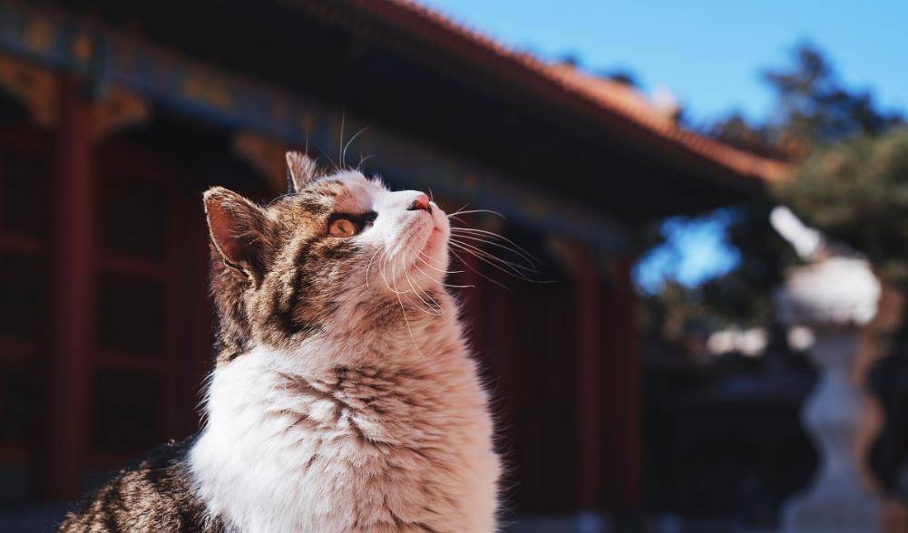 原创下辈子,活成故宫的猫