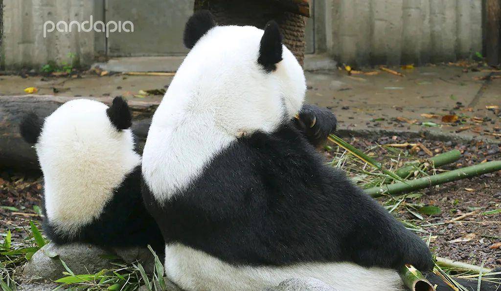 大熊猫当妈了还这么爱玩儿