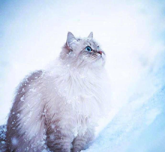 哇西伯利亚猫真的是雪地里的小精灵啊