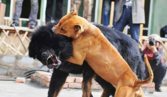 原创中国的藏獒和外国比特犬到底哪个更厉害看完让人骄傲