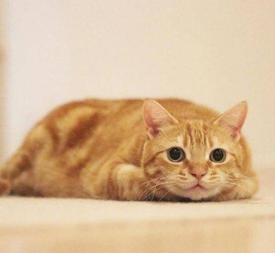 大橘猫为何感觉广受欢迎