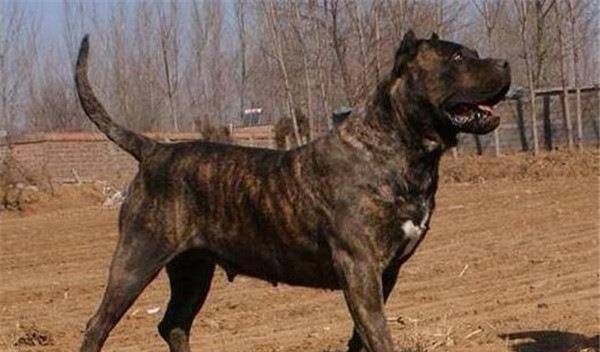 全球10大最凶的狗,土佐犬和比特犬成功入选,你敢养吗?