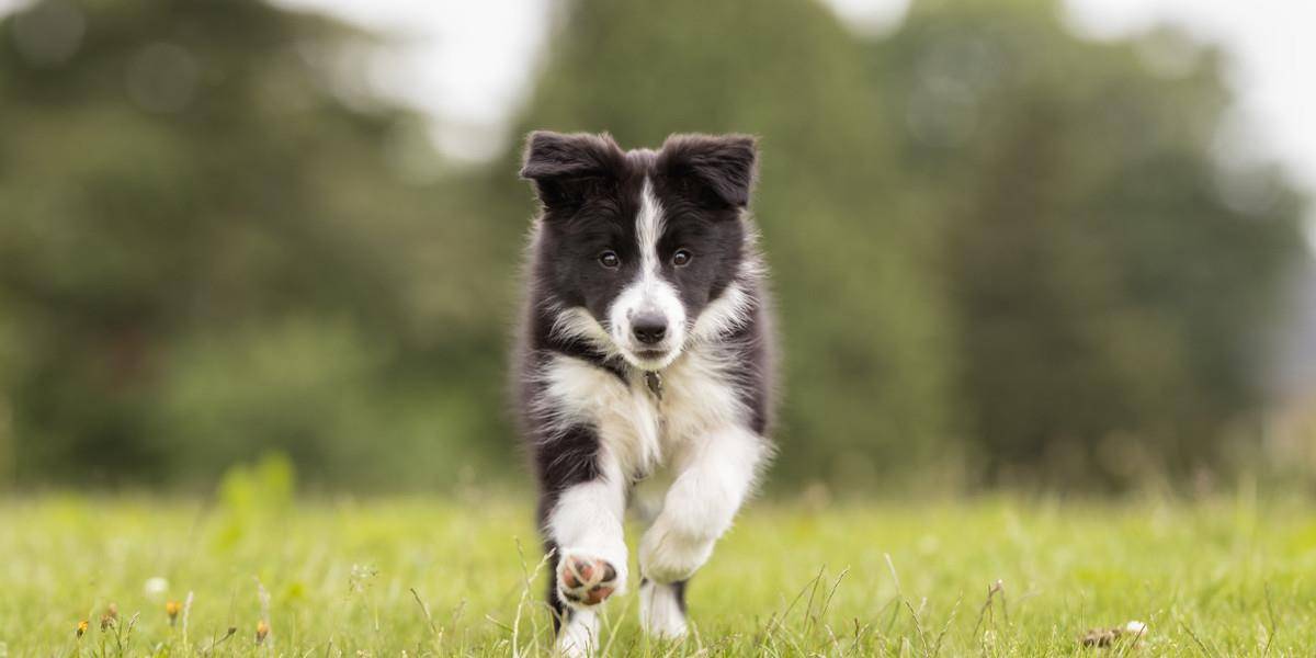 世界犬种智商排行第一名的狗狗,一起来了解一下