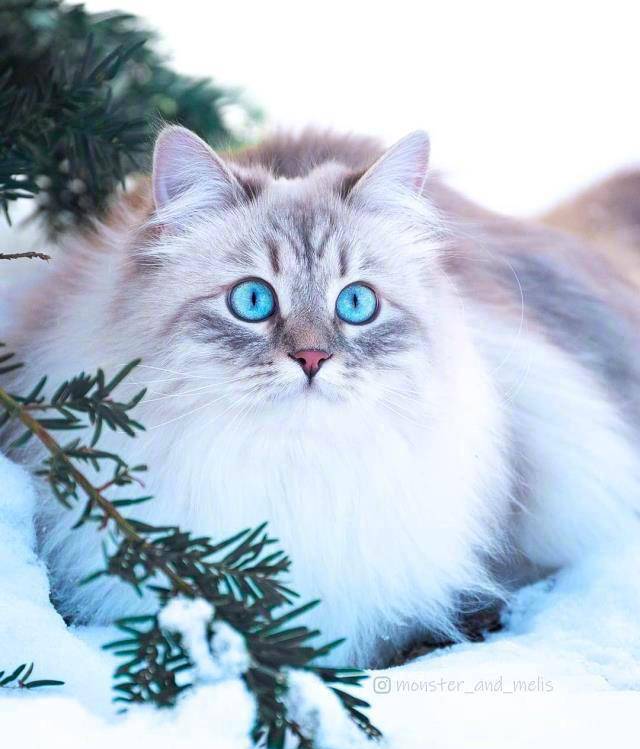 哇～西伯利亚猫真的是雪地里的小精灵啊