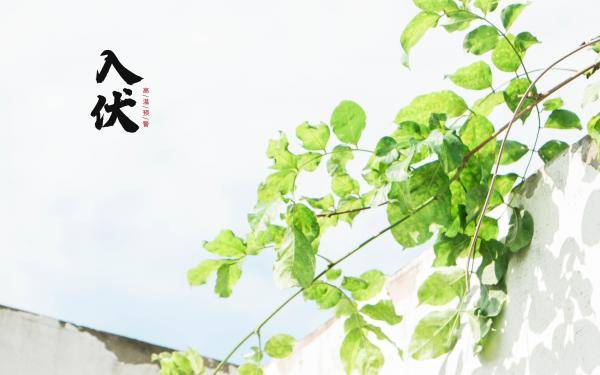 2021年最新入伏创意好看的清晨早上好问候图片 入伏早安问候祝福语录