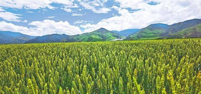 新颜…行走在拉萨大地万顷沃野,到处激荡着现代农业发展的澎湃春潮